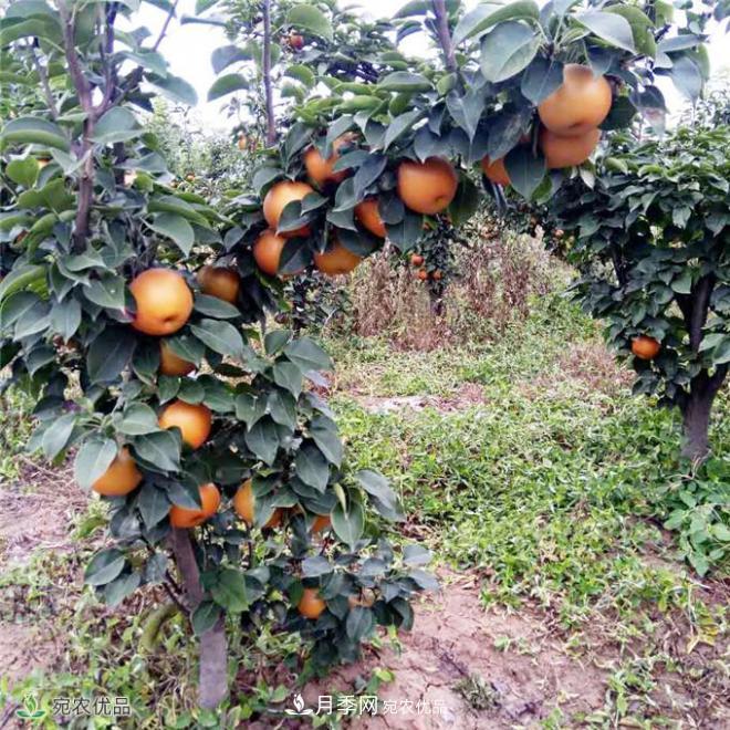 南水北調(diào)有機(jī)寶盈蜜梨，南陽淅川特產(chǎn)水果批發(fā)(圖5)