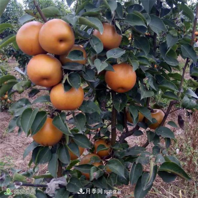 南水北調(diào)有機(jī)寶盈蜜梨，南陽淅川特產(chǎn)水果批發(fā)(圖1)