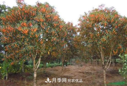 鄧州市穰東鎮(zhèn)多品種桂花園，丹桂金桂桂花樹(圖1)