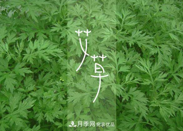 南陽仲景艾草產業(yè)占全國70%份額，年產值10億元，叫響世界？(圖2)