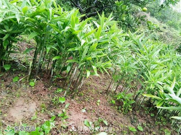 南陽中藥材基地分享黃精種苗繁衍方法，繁育需要如何進(jìn)行(圖2)
