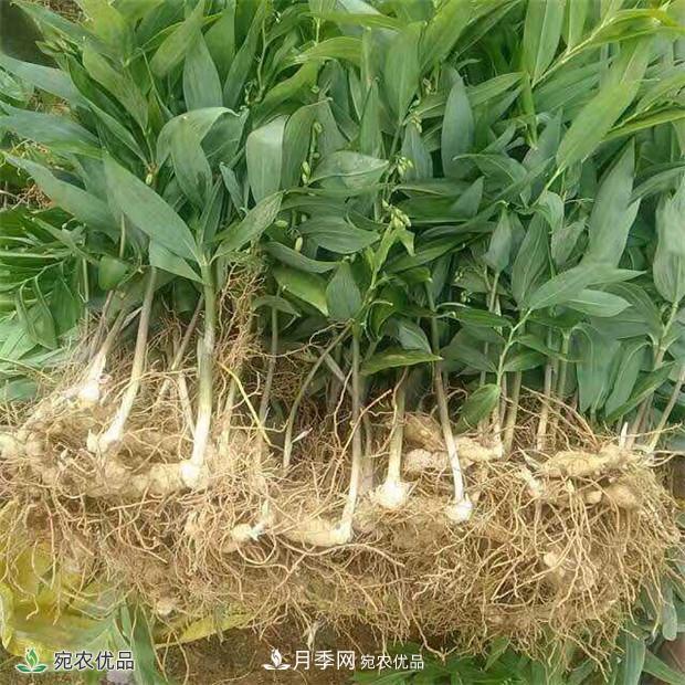 市場需求大，黃精種植效益分析，南陽黃精種苗基地直銷價格(圖2)