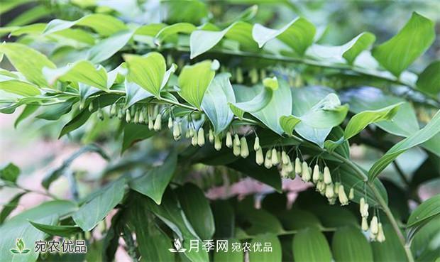 市場需求大，黃精種植效益分析，南陽黃精種苗基地直銷價格(圖1)