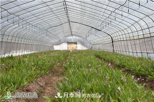 白芨種苗應(yīng)該怎么挑選？種植方法是什么？南陽基地為你講解(圖2)