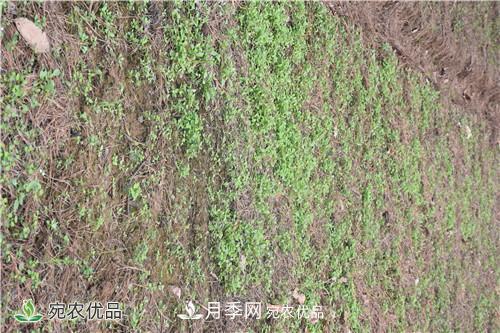 白芨種苗應(yīng)該怎么挑選？種植方法是什么？南陽基地為你講解(圖1)