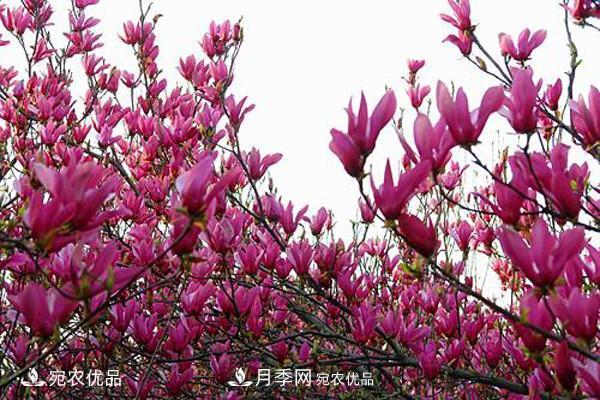 南召辛夷苗價(jià)格，辛夷苗行情，中國(guó)辛夷之鄉(xiāng)玉蘭之鄉(xiāng)(圖1)