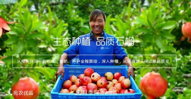 淅川突尼斯軟籽石榴基地批發(fā)價(jià)格，好水果(圖5)