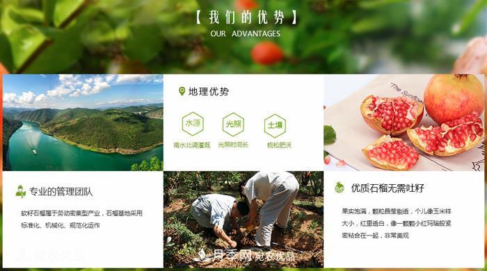 淅川突尼斯軟籽石榴基地批發(fā)價(jià)格，好水果(圖4)