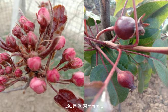 1-3年生全紅梨樹苗方城基地直銷！成活率高 價(jià)值突出(圖5)