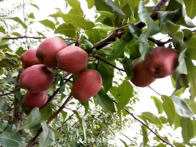 1-3年生全紅梨樹苗方城基地直銷！成活率高 價(jià)值突出(圖3)