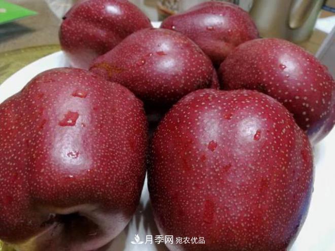 1-3年生全紅梨樹苗方城基地直銷！成活率高 價(jià)值突出(圖2)