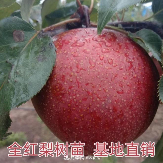 1-3年生全紅梨樹苗方城基地直銷！成活率高 價(jià)值突出(圖1)