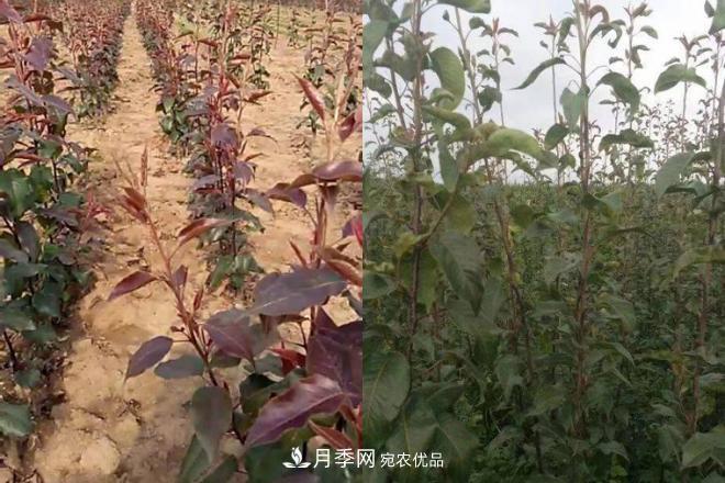 1-3年生全紅梨樹苗方城基地直銷！成活率高 價(jià)值突出(圖4)