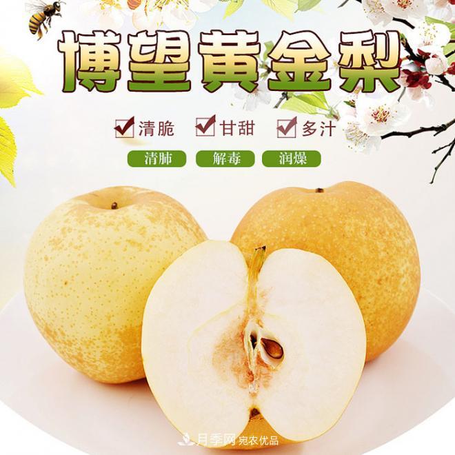 南陽方城博望黃金梨2年3年生梨樹苗基地批發(fā)價格15元(圖1)