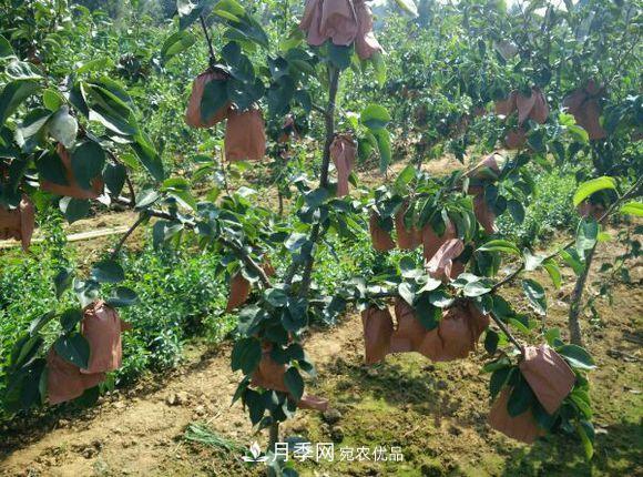 南陽方城博望黃金梨2年3年生梨樹苗基地批發(fā)價格15元(圖2)
