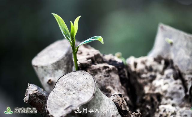 河南苗木人你可知實(shí)生苗和自根苗有什么區(qū)別？(圖2)