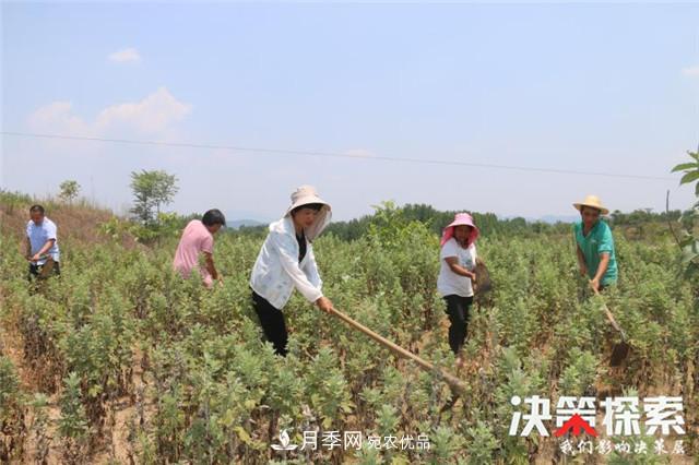南陽市南召縣南河店鎮(zhèn) 培育綠色農(nóng)業(yè)產(chǎn)業(yè)共享生態(tài)紅利(圖5)