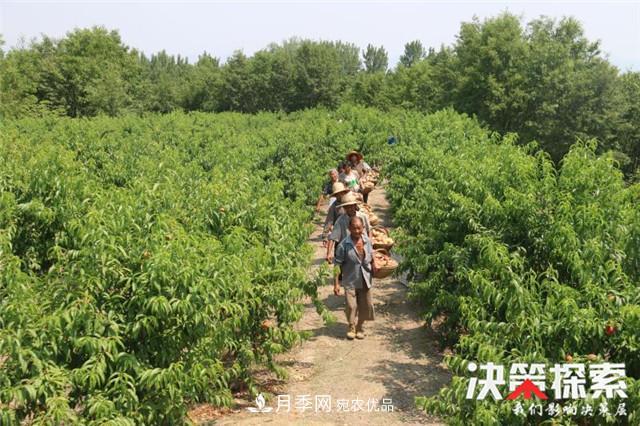 南陽市南召縣南河店鎮(zhèn) 培育綠色農(nóng)業(yè)產(chǎn)業(yè)共享生態(tài)紅利(圖3)
