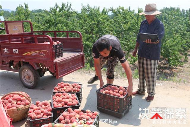 南陽市南召縣南河店鎮(zhèn) 培育綠色農(nóng)業(yè)產(chǎn)業(yè)共享生態(tài)紅利(圖4)