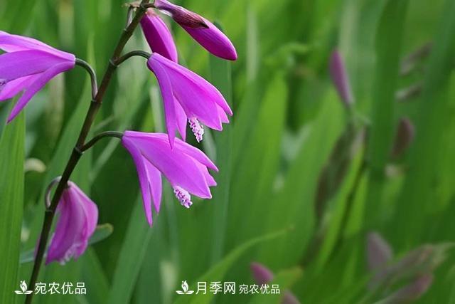 南陽(yáng)中藥材白芨的養(yǎng)殖技術(shù)方法(圖1)