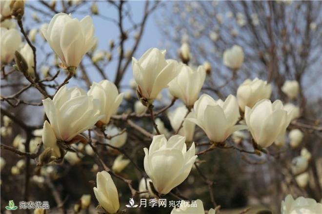 中國玉蘭之鄉(xiāng)，南陽白玉蘭花開潔白如玉(圖1)