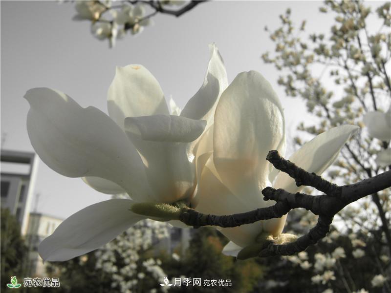 中國玉蘭之鄉(xiāng)，南陽白玉蘭花開潔白如玉(圖3)
