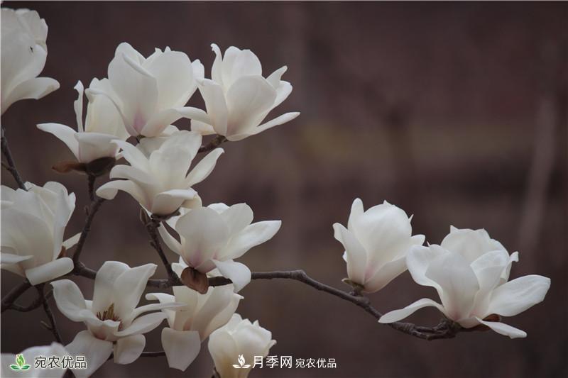 中國玉蘭之鄉(xiāng)，南陽白玉蘭花開潔白如玉(圖2)