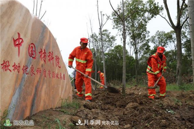 南陽打造林木優(yōu)良種質(zhì)資源庫——香椿揪樹爭(zhēng)俏蘭湖公園(圖2)