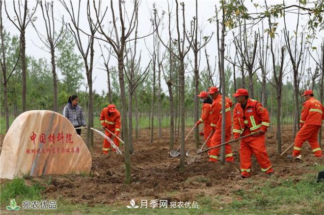 南陽打造林木優(yōu)良種質(zhì)資源庫——香椿揪樹爭(zhēng)俏蘭湖公園(圖1)