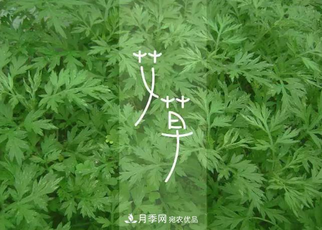 南陽(yáng)艾草產(chǎn)業(yè)發(fā)展規(guī)劃（2019-2023 年），快來(lái)看看吧！(圖3)