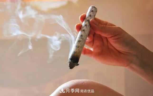 南陽(yáng)艾草產(chǎn)業(yè)發(fā)展規(guī)劃（2019-2023 年），快來(lái)看看吧！(圖2)