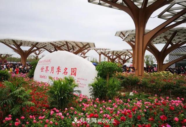 南陽(yáng)月季大觀園，單靠月季你引不起“全村人”的興趣！(圖1)