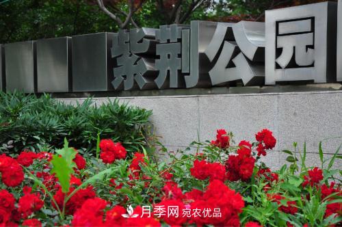 常州紫荊公園走紅，被稱“世界月季名園”，免門票創(chuàng)世界**(圖1)