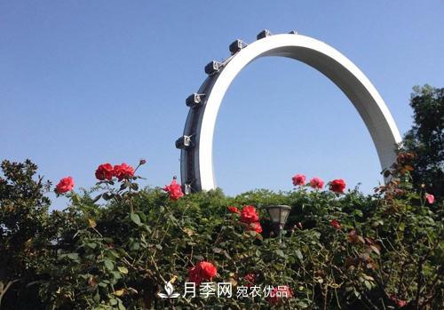 常州紫荊公園走紅，被稱“世界月季名園”，免門票創(chuàng)世界**(圖2)