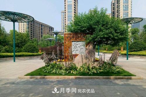常州紫荊公園走紅，被稱“世界月季名園”，免門票創(chuàng)世界**(圖3)