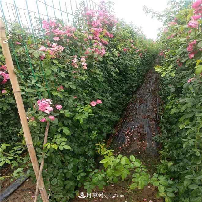 月季網(wǎng)片，藤本造型，月季花墻批發(fā)價(jià)格(圖3)