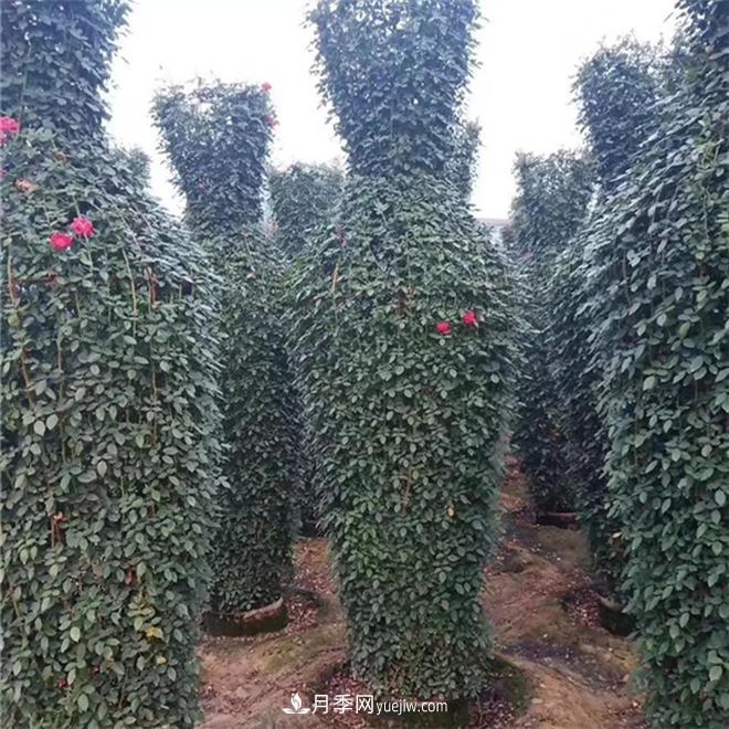 月季花瓶，南陽基地花瓶造型月季批發(fā)價格(圖1)