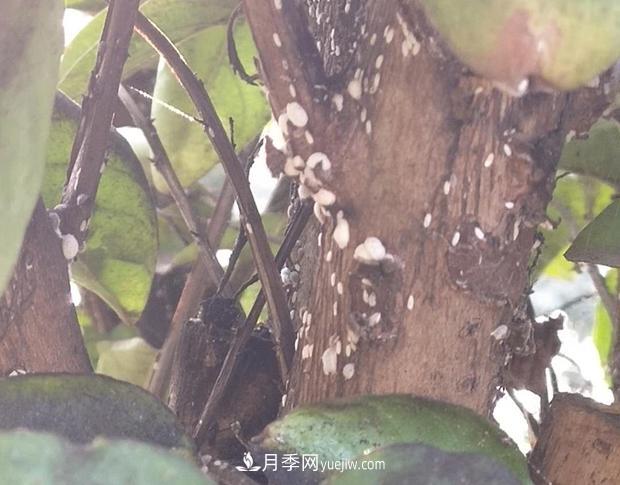 紫薇葉片蒙上一層“煤油”？罪魁禍首是它(圖1)