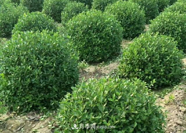 2020年苗木行業(yè)開啟價格白刃戰(zhàn)，誰主沉浮？(圖1)