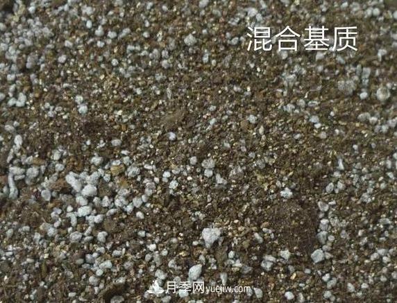 月季剪個枝，插到土里能生根嗎？(圖2)