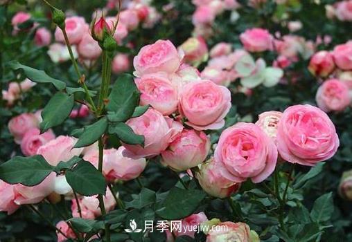 月季剪枝插土生根，扦插條件和辦法詳解(圖1)
