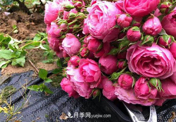 月季用什么土長(zhǎng)的更好？很簡(jiǎn)單(圖1)