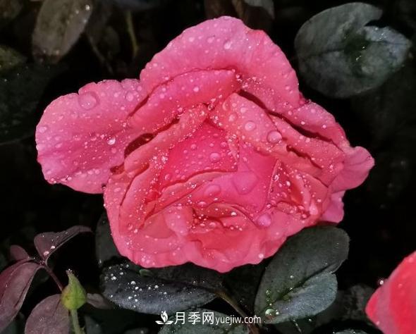 夜色下的謙卑，月季到底有多美？(圖1)