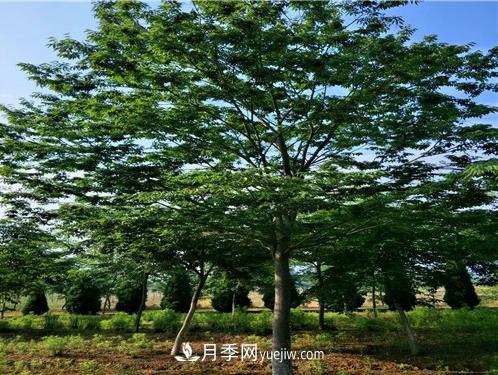 安徽櫸樹(shù)培育的關(guān)鍵技術(shù)(圖1)