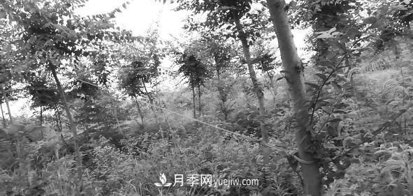 安徽櫸樹(shù)培育的關(guān)鍵技術(shù)(圖2)