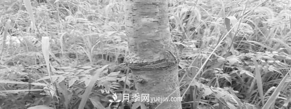安徽櫸樹(shù)培育的關(guān)鍵技術(shù)(圖3)