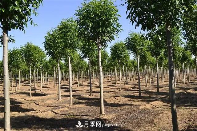 2022年前后會(huì)有一波苗木高峰行情？這個(gè)說法靠譜嗎？(圖1)