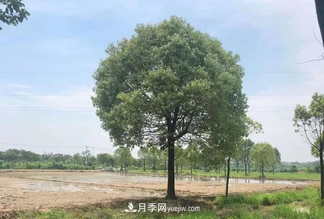 2022年前后會(huì)有一波苗木高峰行情？這個(gè)說法靠譜嗎？(圖2)