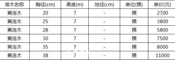 高度7米的黃連木能賣13000元/株？老苗木人道出了價格實情(圖2)