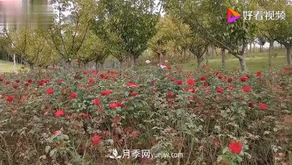 來山東聊城九州洼月季公園，看這搖曳多姿的月季格?；?圖1)